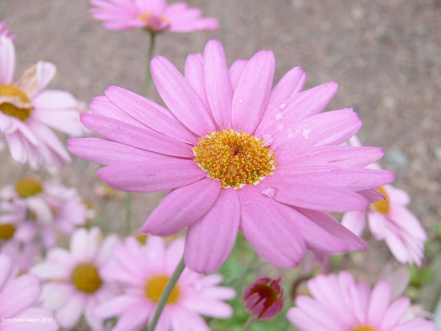 daisy, flower, pink, floral, plants, natural, blossom, bloom, HD wallpaper