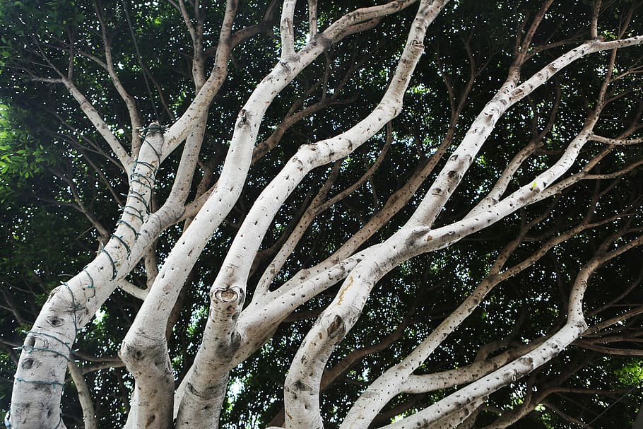 white and green tree, black, branches, gray, leaves, trees, wood HD wallpaper