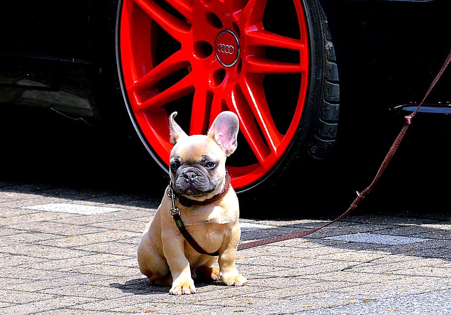 beige French bulldog puppy sitting on gray road, Ears, Cute, animal