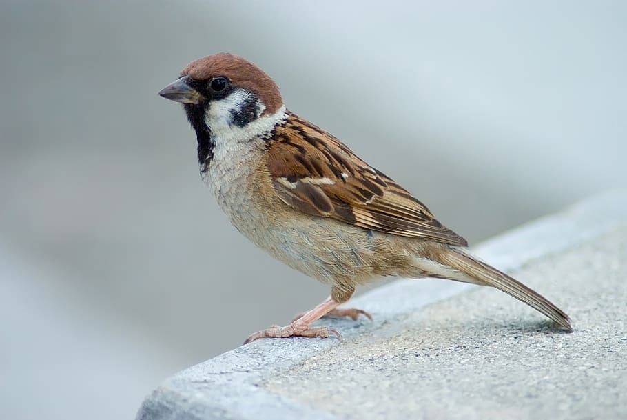 selective focus photography of house sparrow, tree sparrow HD wallpaper