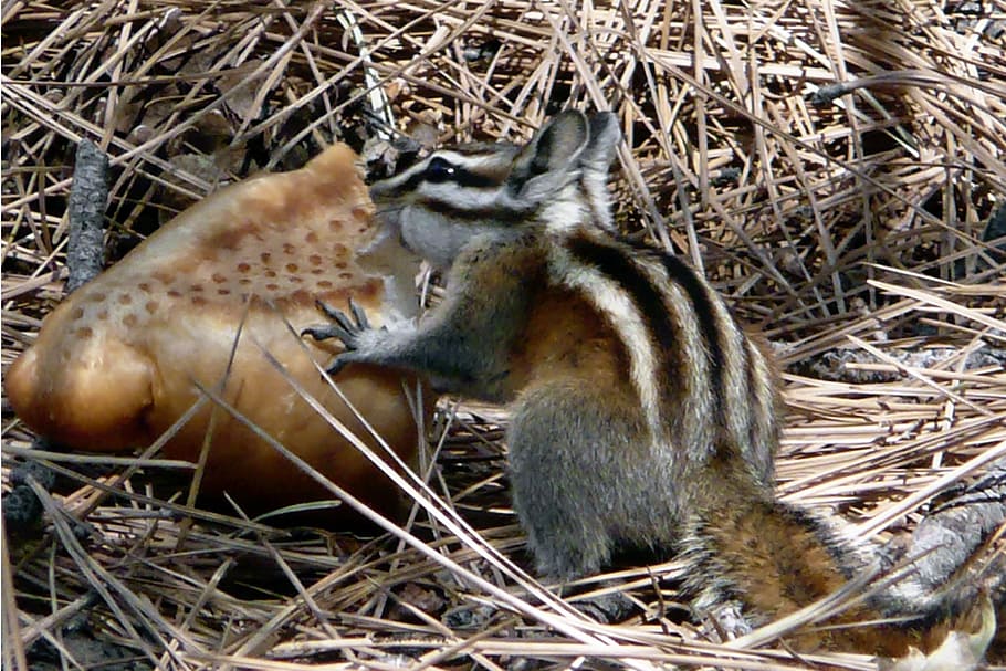 Chipmunk, Squirrel, Striped, feeding, bread, wild, rodent, mammal HD wallpaper