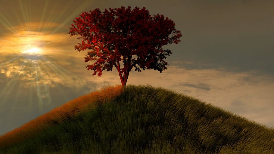 red leaf tree on top of mountain at daytime, nature, sunset HD wallpaper