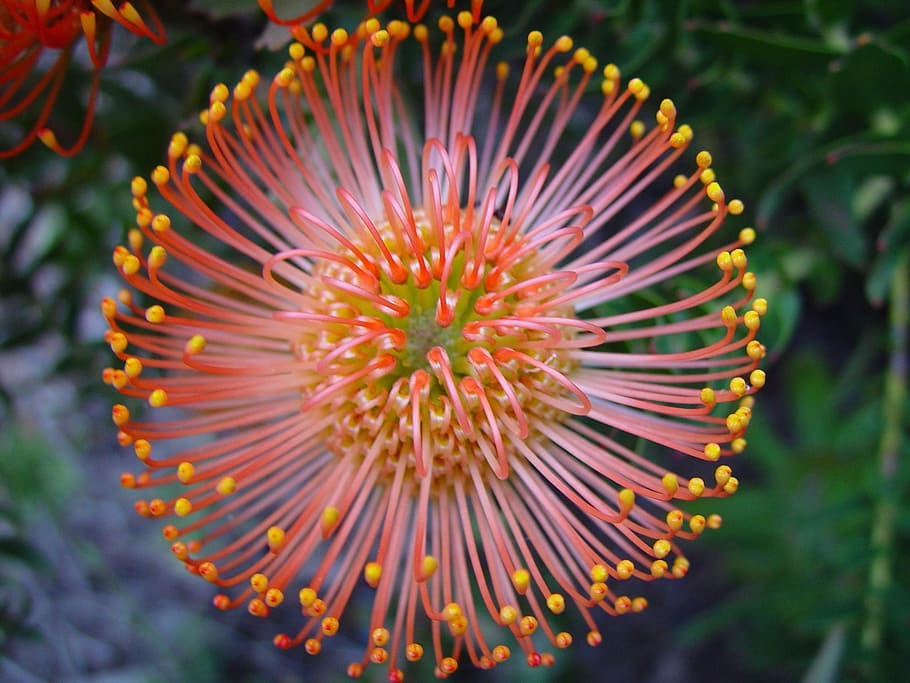 macro photography of orange dandeion, flower, protea, floral HD wallpaper