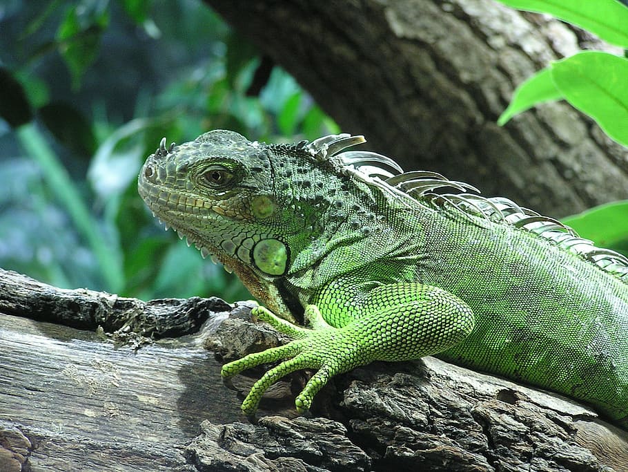 Iguana, Lizard, Varan, Animals, Reptile, insect eater, green, HD wallpaper