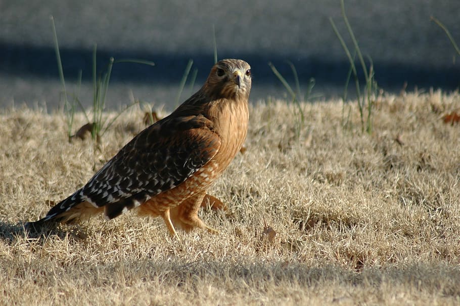 Hawk, Nature, Predator, Red-Tailed, bird, animal, brown, wildlife HD wallpaper