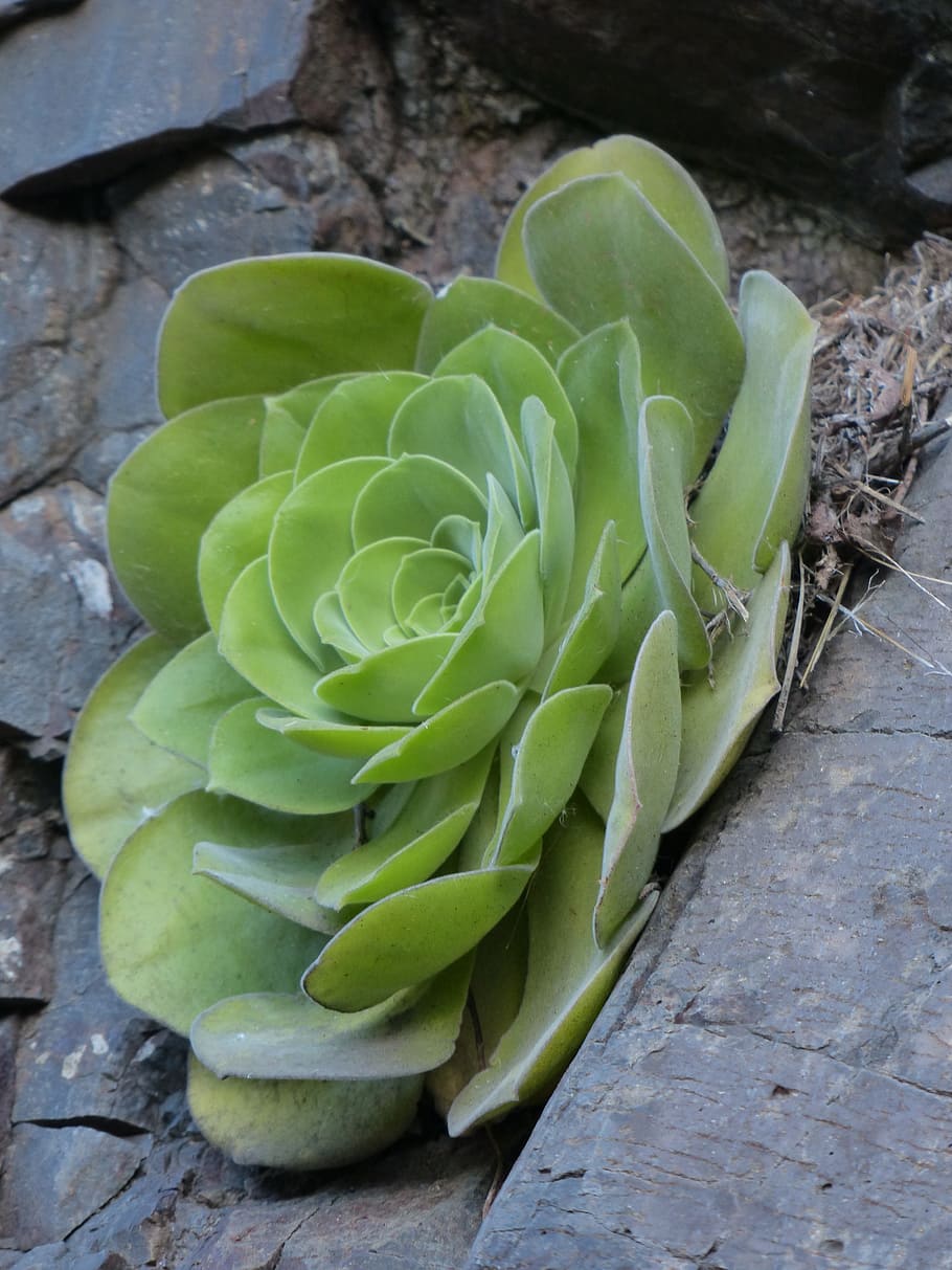 aeonium haworthii, succulent, plant, leaves, thick sheet greenhouse