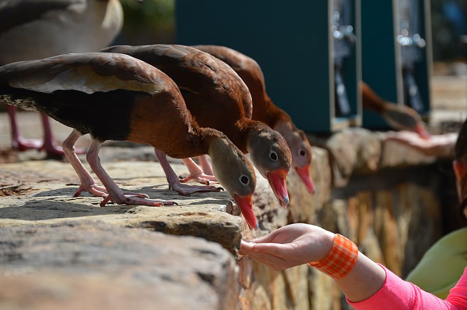 ducks, feeding, birds, animals, eating, mirrored, nature, wildlife HD wallpaper