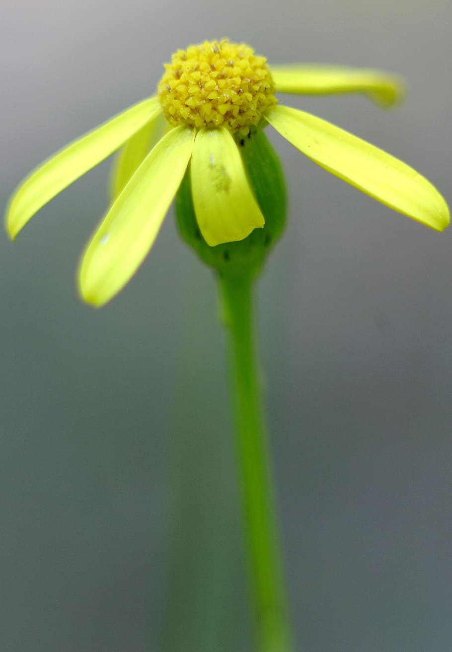 macro, yellow, flower, small flower, plant, flowering plant HD wallpaper