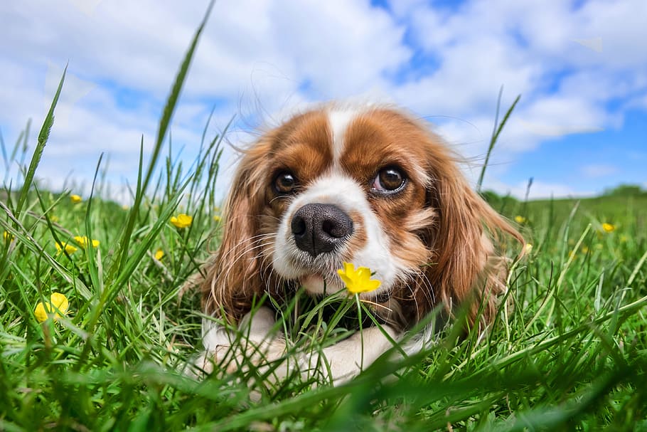 adult tan and white Cavalier King Charles spaniel lying on green grass field during daytime under blue sky and white clouds, HD wallpaper