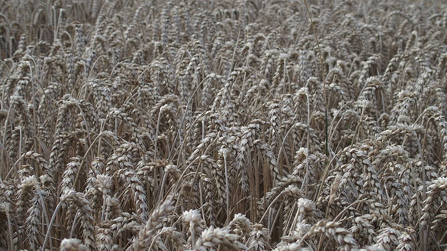 field, gray, background, texture, nature, agriculture, farming HD wallpaper