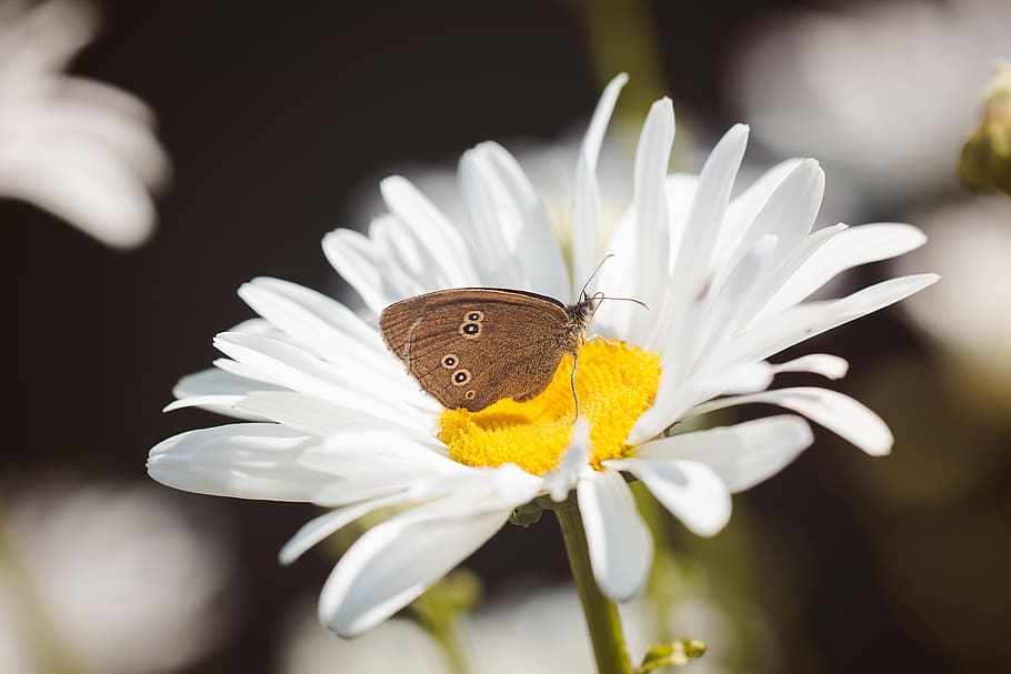 brown butterfly perching on white daisy flower, chimney sweep HD wallpaper