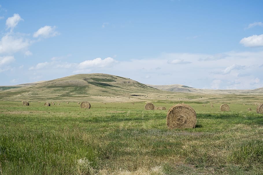 hay stocks on grassland, hay bale lot on field, green green, mountains HD wallpaper