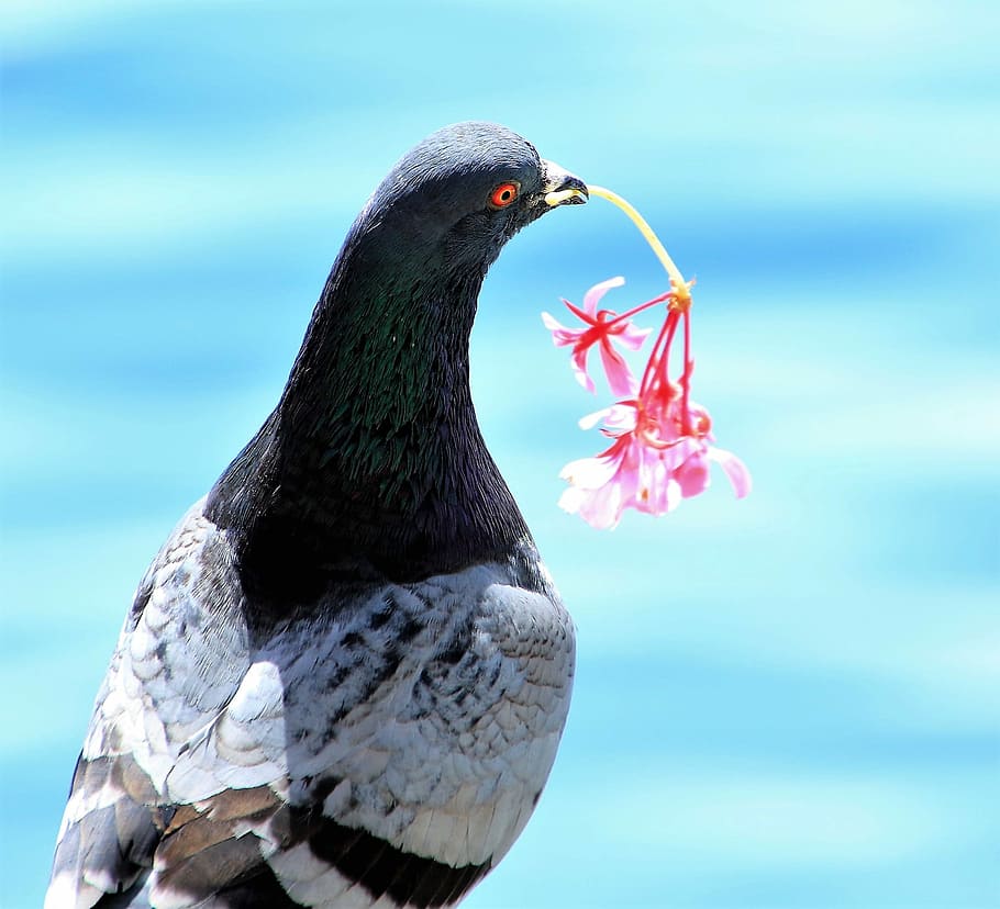 bird, nature, dove, wing, feather, flowers cavalier, animal HD wallpaper
