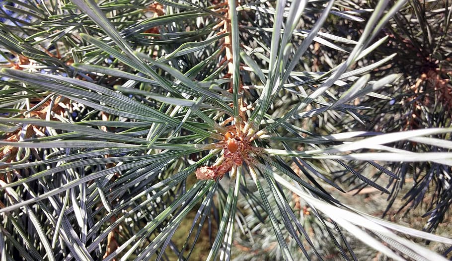 Pine Tree, Needles, Close, close up, branch, nature, green HD wallpaper