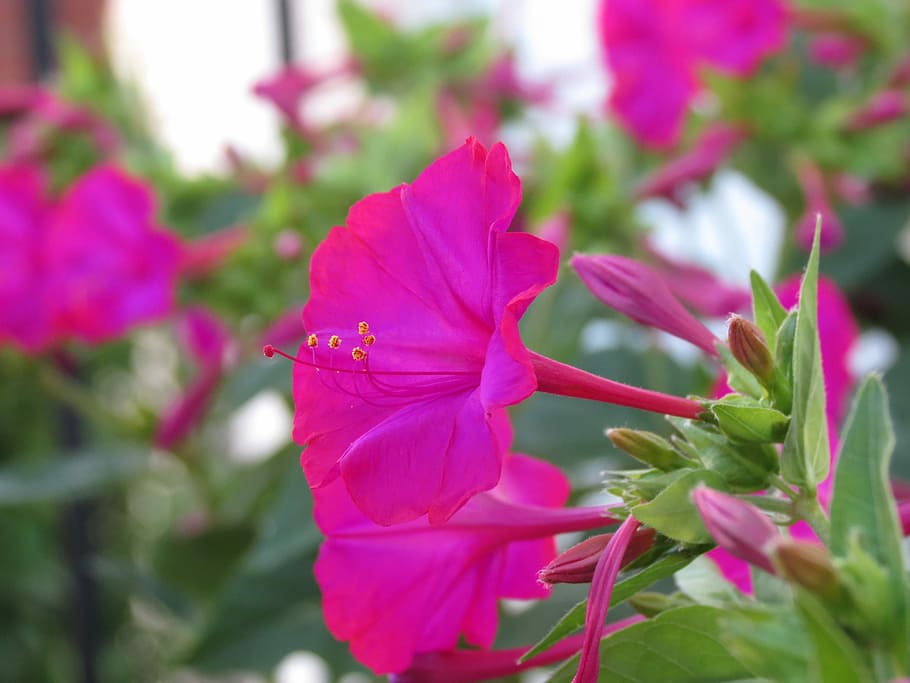 Nature, Flower, Macro, growth, plant, petal, fragility, flowering plant HD wallpaper