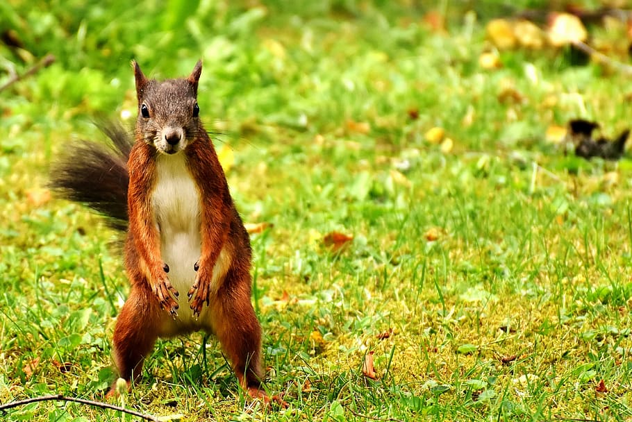 brown squirrel standing on green grass, nager, garden, cute, rodent, HD wallpaper