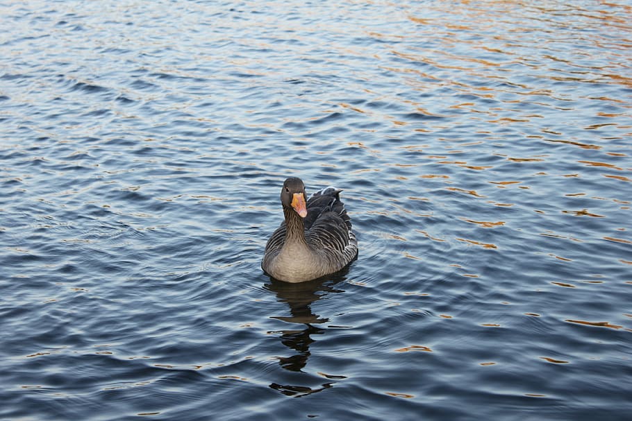 waterfowl, ducks, animals, floats, birds, vertebrate, animal themes HD wallpaper