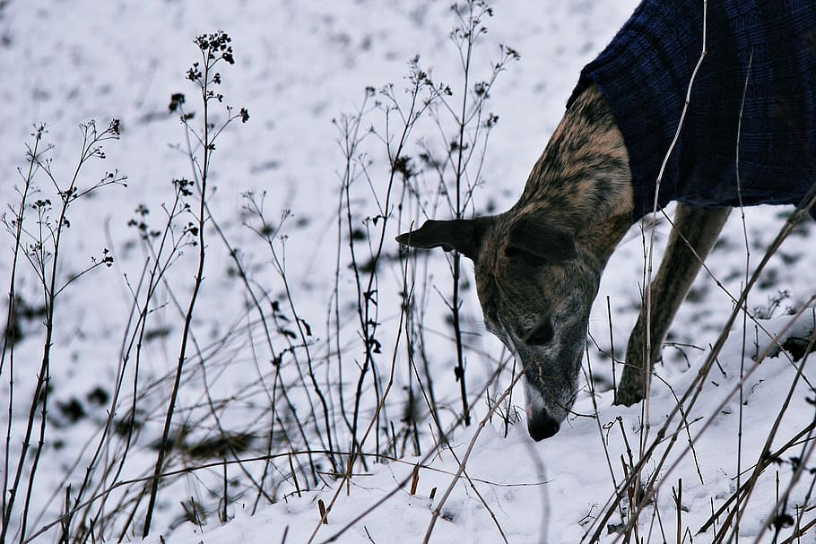 dog, snow, hunt, scrub, sniffing, dog in the snow, white, animal HD wallpaper