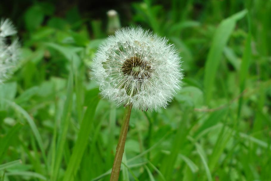 dandelion, flower, nature, spring, meadow, field, green, plant HD wallpaper