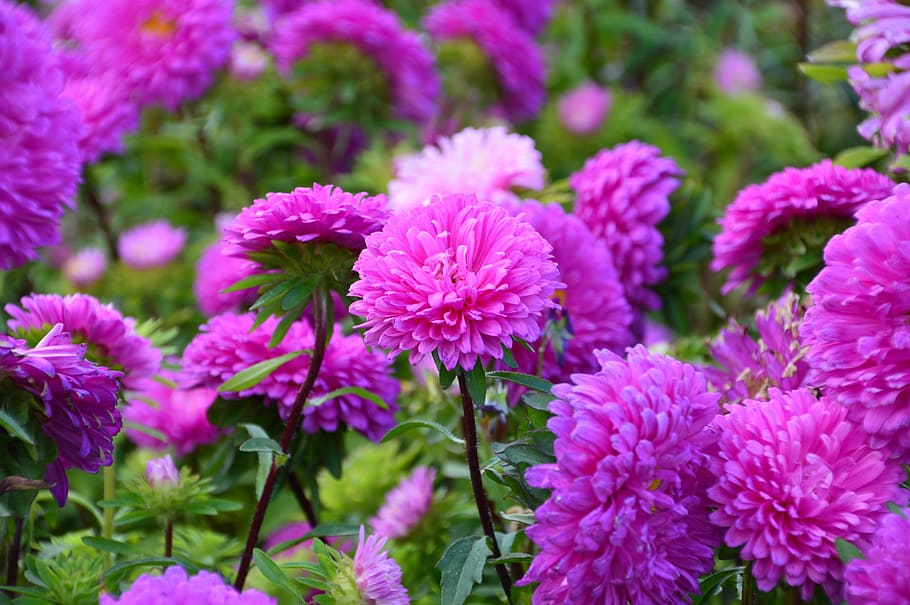 Astra, Flower, Pink, pink color, plant, purple, no people, growth HD wallpaper