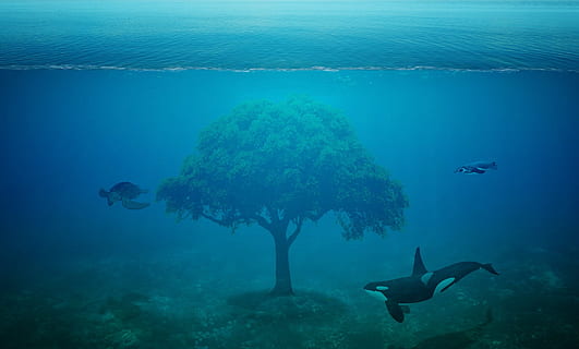 tree between two killer whales and one turtle underwater, ocean HD wallpaper
