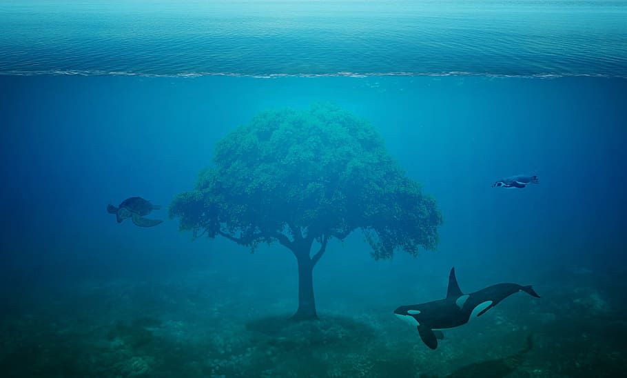 tree between two killer whales and one turtle underwater, ocean HD wallpaper