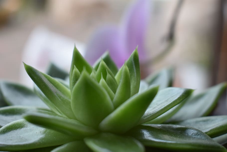 plant, nature, leaf, close, cactus, garden, flower, close to HD wallpaper