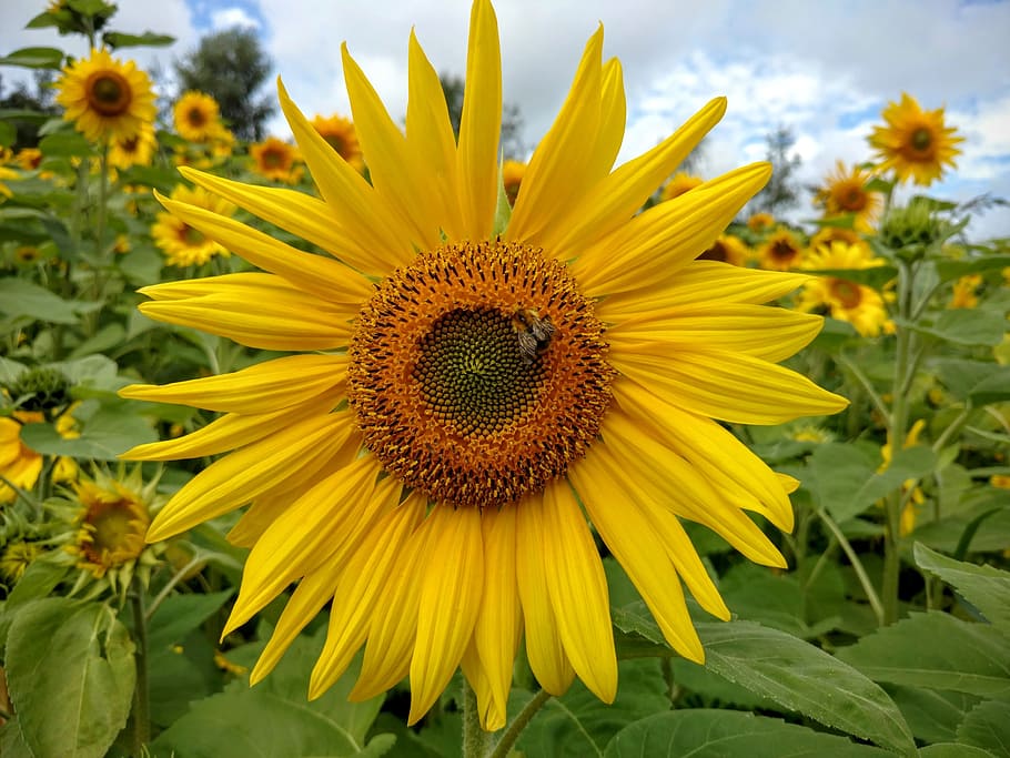 Sunflower, Nature, Bee, Yellow, summer, sunflower field, summertime HD wallpaper
