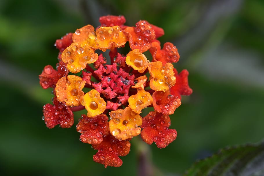 lantana, blossom, bloom, flower, small, orange, red, many, wet, HD wallpaper