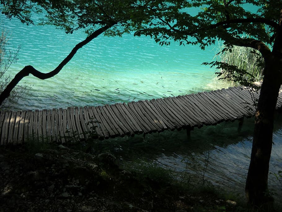 plitvice, lakes, nature, water, tree, plant, beauty in nature HD wallpaper
