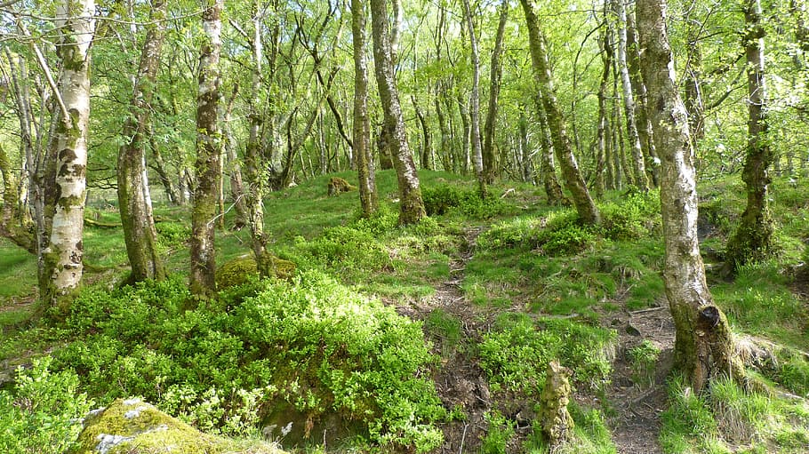 Forest, Ireland, Birch, nature, tree, outdoors, no people, day HD wallpaper