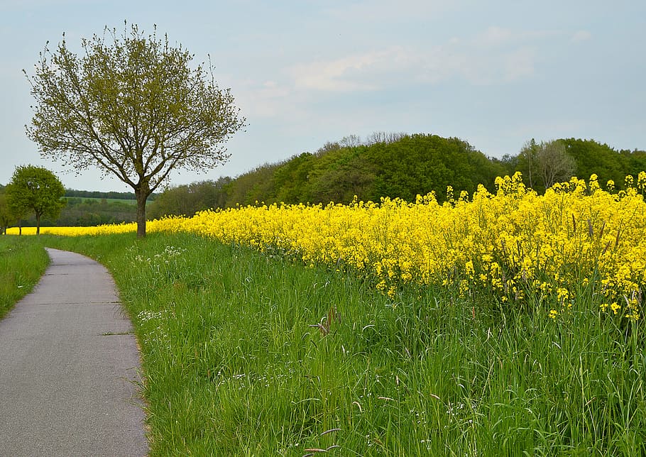 landscape, spring, grasses, bicycle path, nature, oilseed Rape HD wallpaper