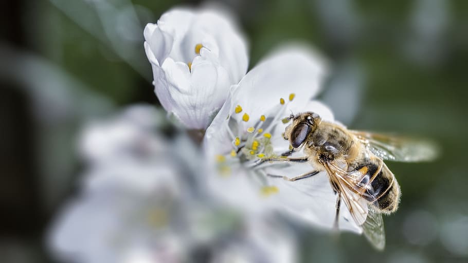 bee, macro, spring, almond tree in flower, animal themes, animal wildlife HD wallpaper