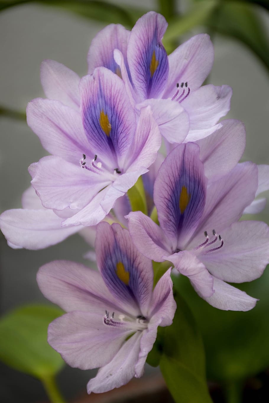 orchid, purple, lotus, flowers, refreshing, the green, cho, HD wallpaper
