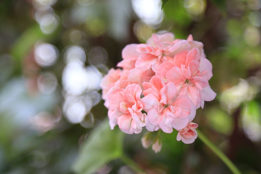 geranium, pink, flower, freshness, flowering plant, pink color HD wallpaper
