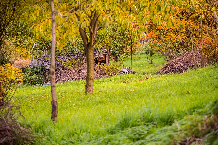 hut, tree, autumn, green, west, heat, yellow leaves, landscape HD wallpaper