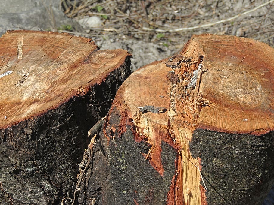 wood, tree, brown, section, tree cases, forest work, wood - material HD wallpaper