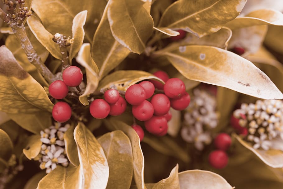 berry, berries, red, gold, golden, leaves, leaf, christmas HD wallpaper