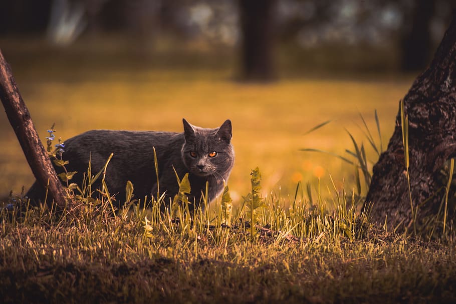 Lost in the Wilderness, gray cat standing near tree, pet, grass HD wallpaper