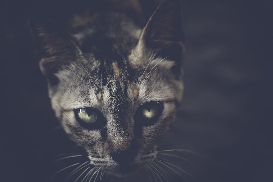 Black Cat Dark, animals, pets, domestic Cat, cute, looking, feline HD wallpaper
