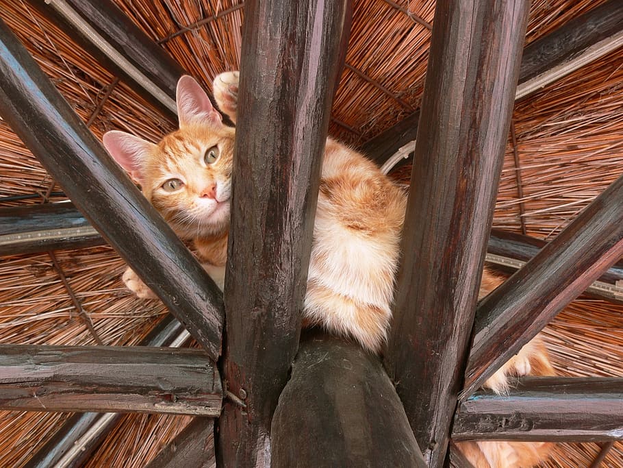 cat, ginger, paws, rafters, high, fur, domestic, pets, feline HD wallpaper