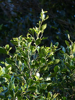 Leaves, Laurel, Tree, Green, Laurel, Laurel Tree, azores-laurel HD wallpaper