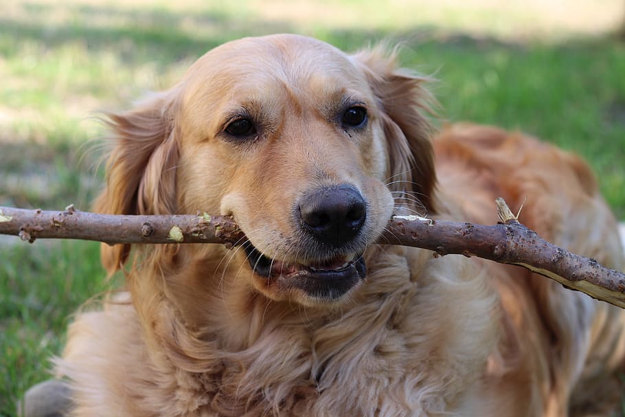 dog, golden retriver, friend, stick, water toy, fun, animal
