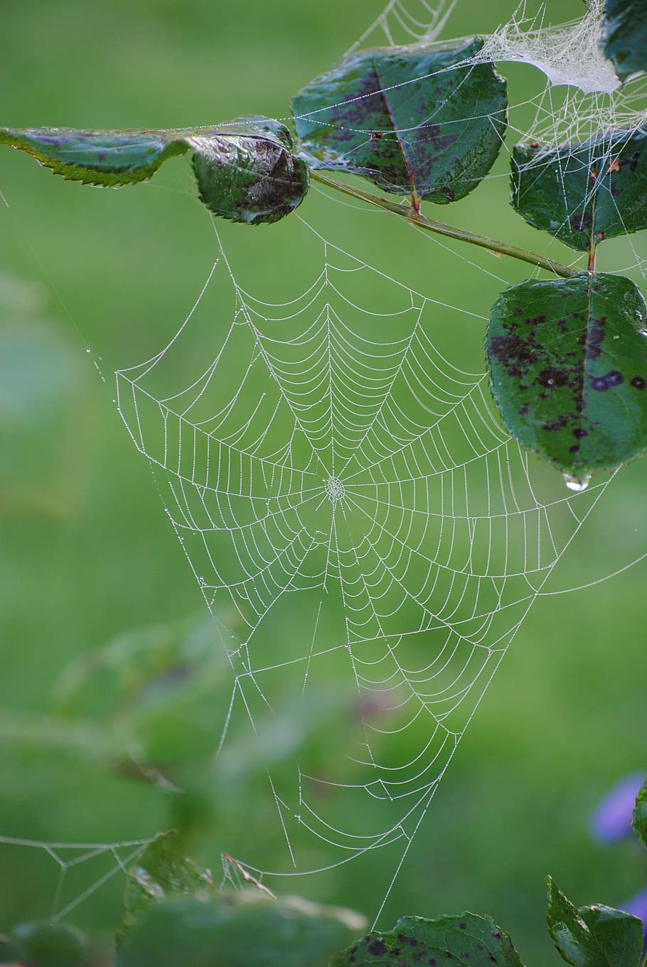 Cobweb, Dew, Autumn, spider web, nature, green color, focus on foreground HD wallpaper