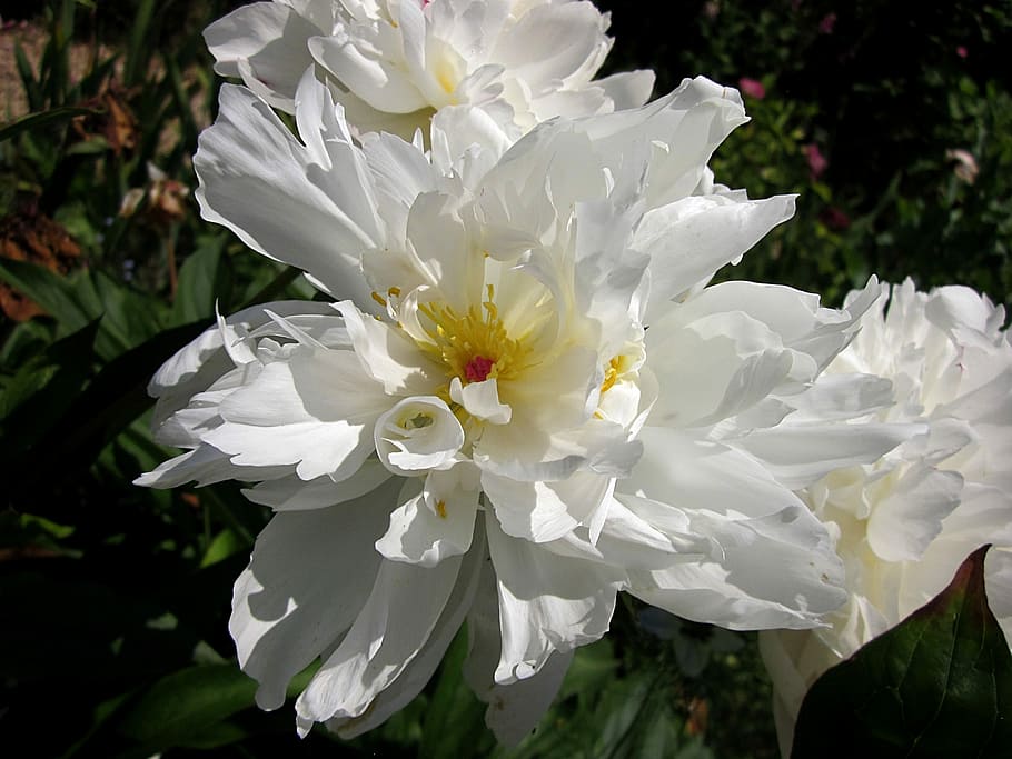Peony, Flower, White, Spring, Bloom, white color, blossom, petal HD wallpaper