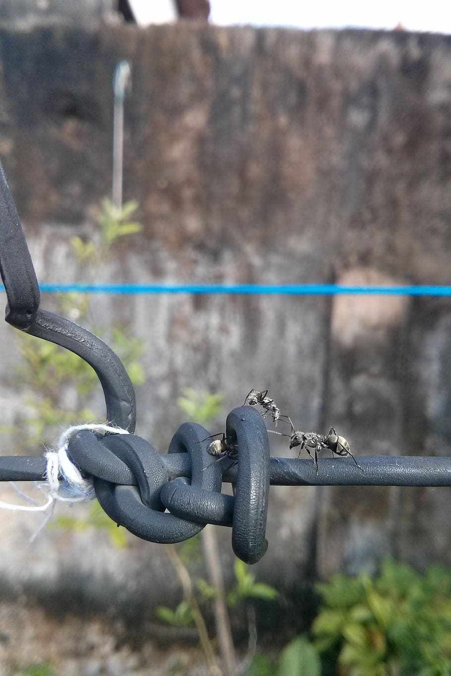 ant, nature, insect, metal, focus on foreground, safety, security HD wallpaper