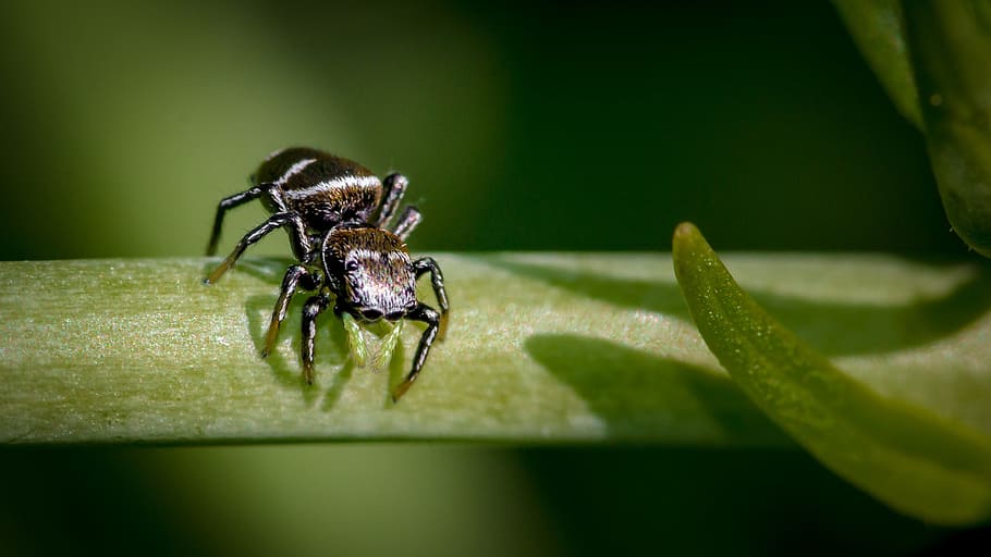 spider, small, close, small spider, arachnids, insect, jumping spider HD wallpaper
