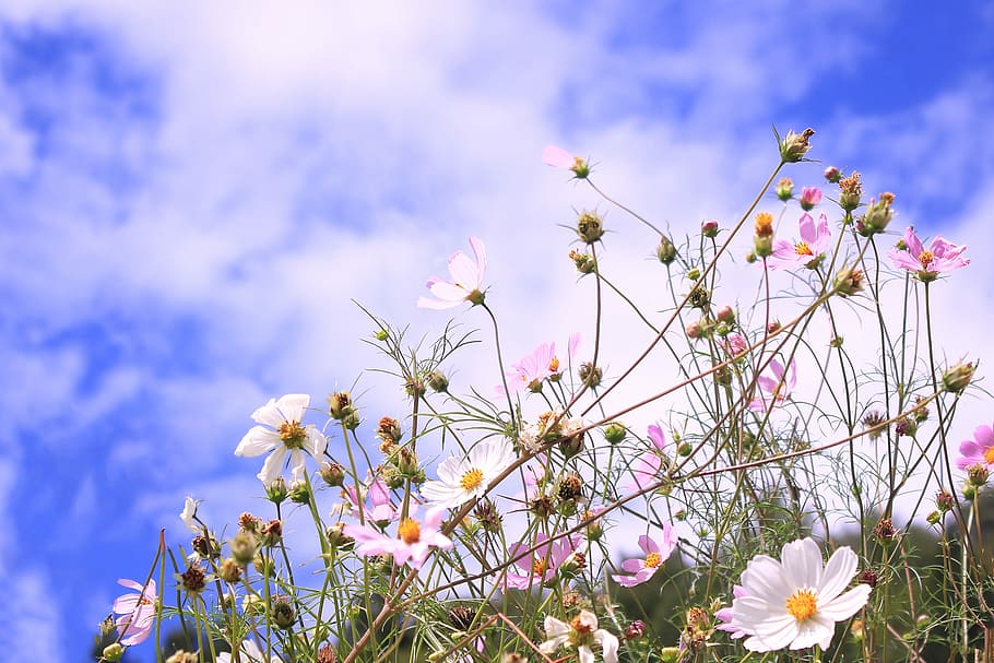 white petaled flower under white clouds during daytime, nature HD wallpaper