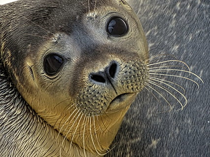 brown sea lion in closeup photography, seal, howler, sad, robbe HD wallpaper