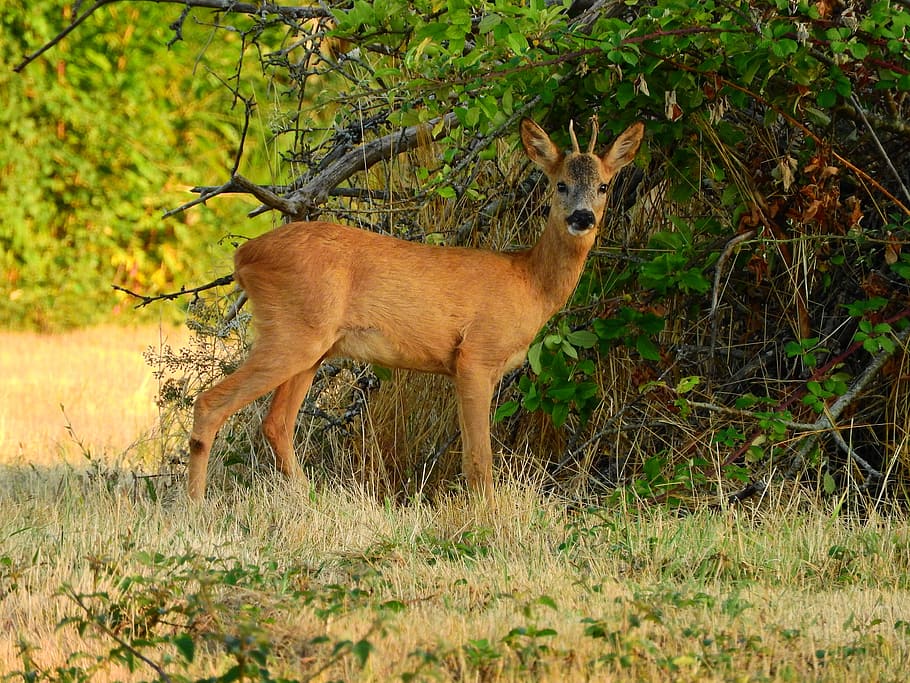 roe deer, forest, attention, scheu, forest animal, mammal, animal world HD wallpaper